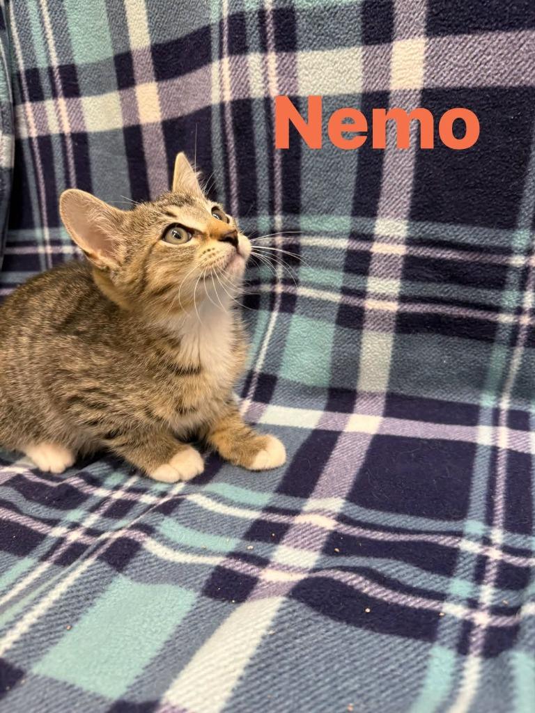 Enlarge Nemo, a Adoptable mixed breed in Rensselaer, IN image 1/1