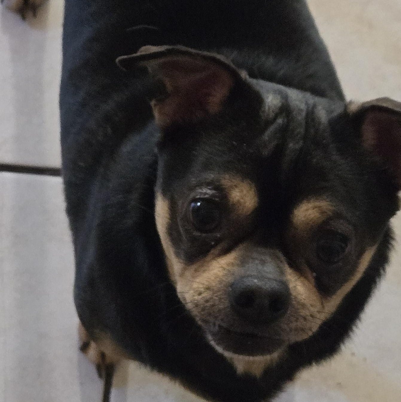 Bully, ADOPTABLE, Adult Male Chihuahua & Pug.