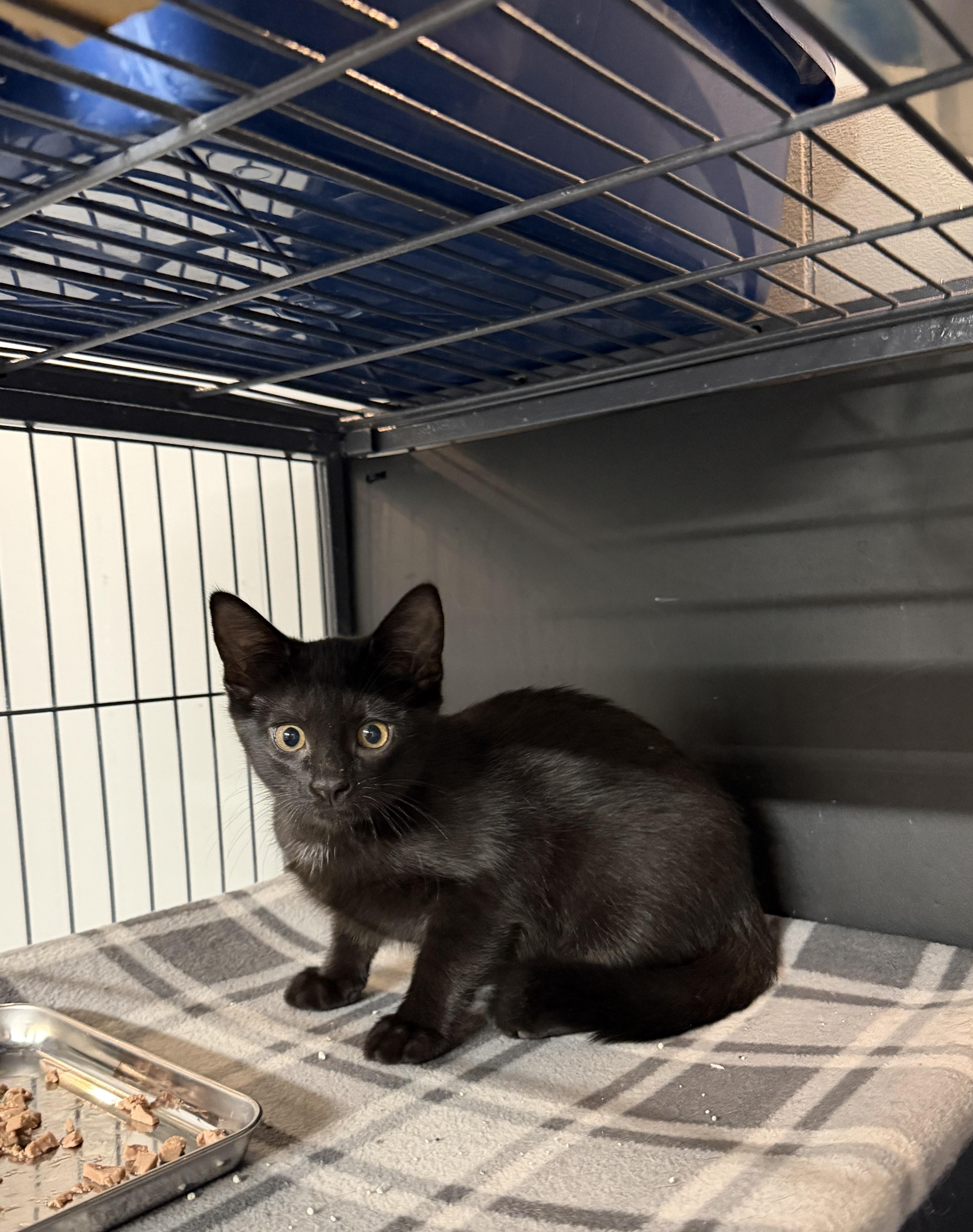 Enlarge Apple, a Adoptable Domestic Short Hair in Wayland, MI image 1/1