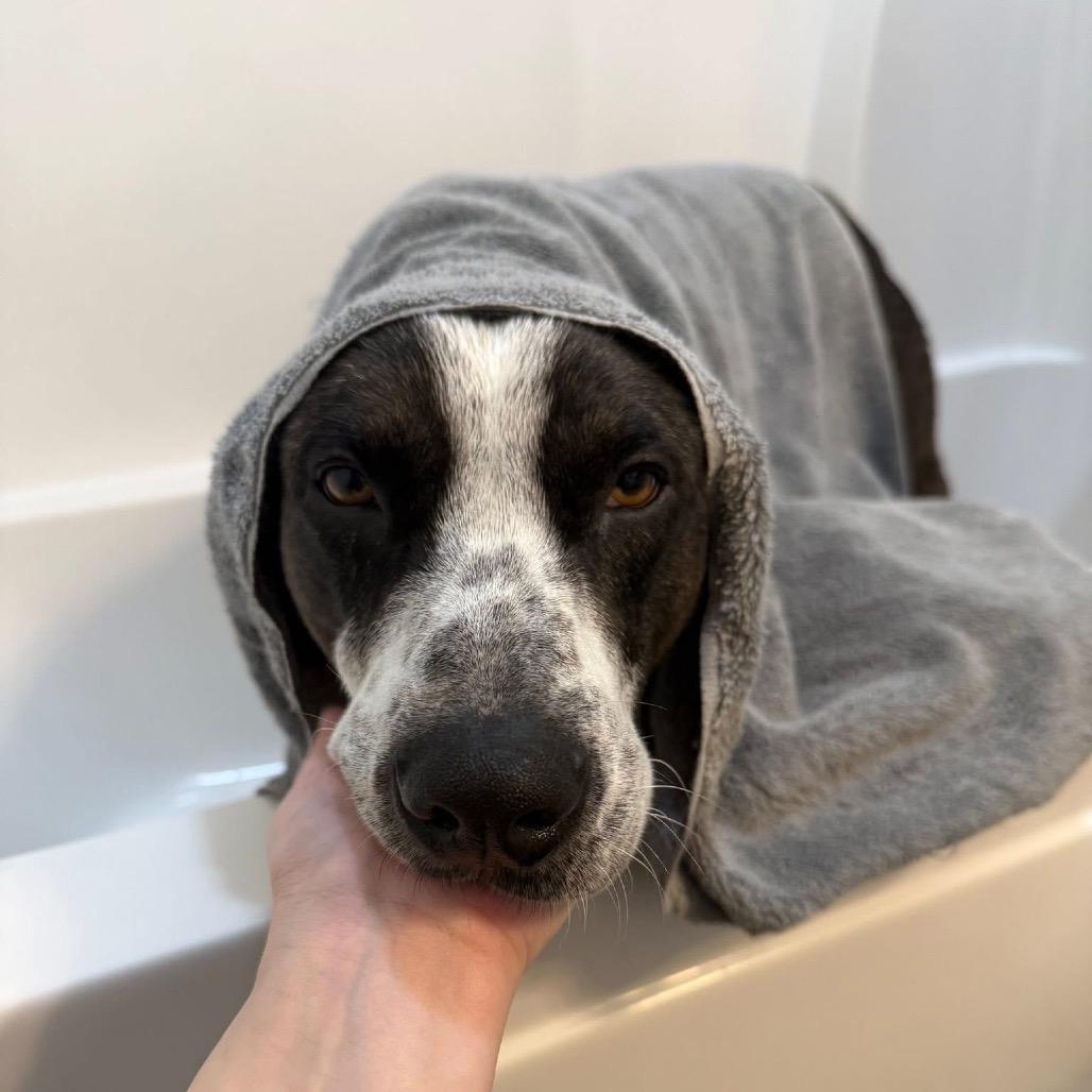 Elmo(Weekend Warrior), Adoptable, Adult Male Mixed Breed.