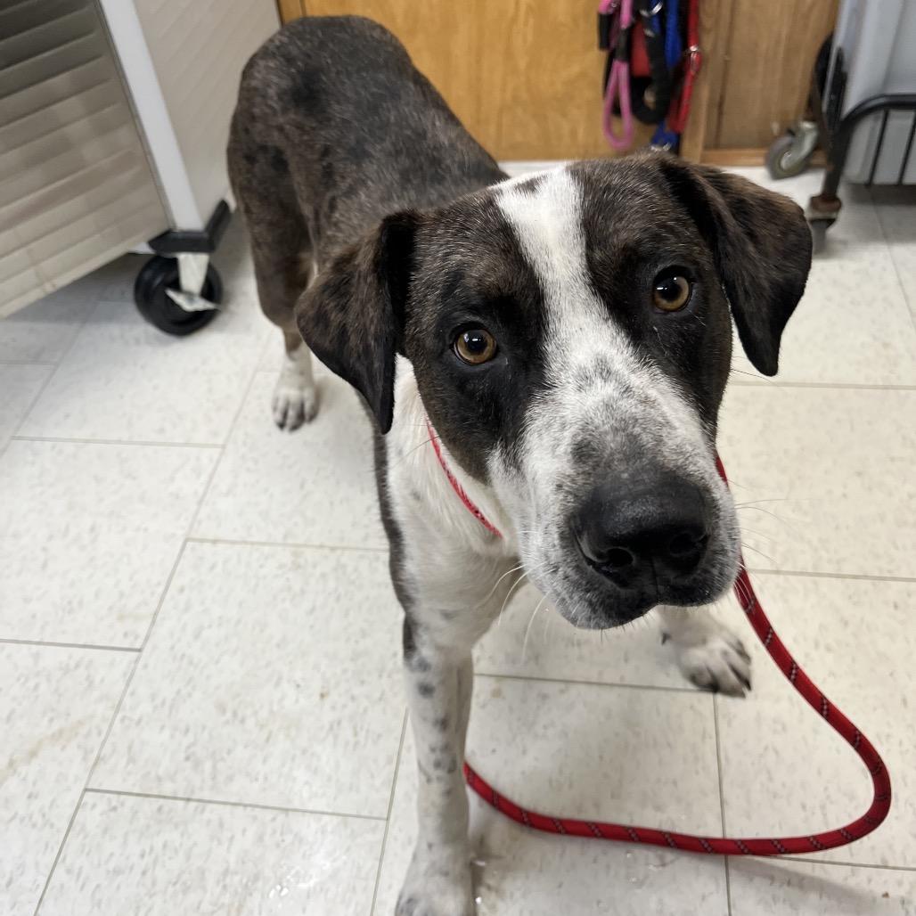 Enlarge Elmo(Weekend Warrior), a Adoptable Mixed Breed in Columbiana, AL image 2/3