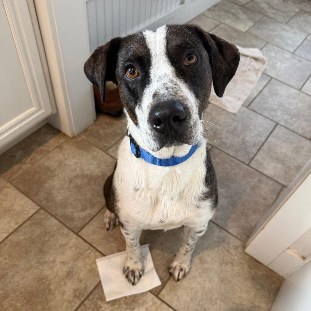 Enlarge Elmo(Weekend Warrior), a Adoptable Mixed Breed in Columbiana, AL image 3/3