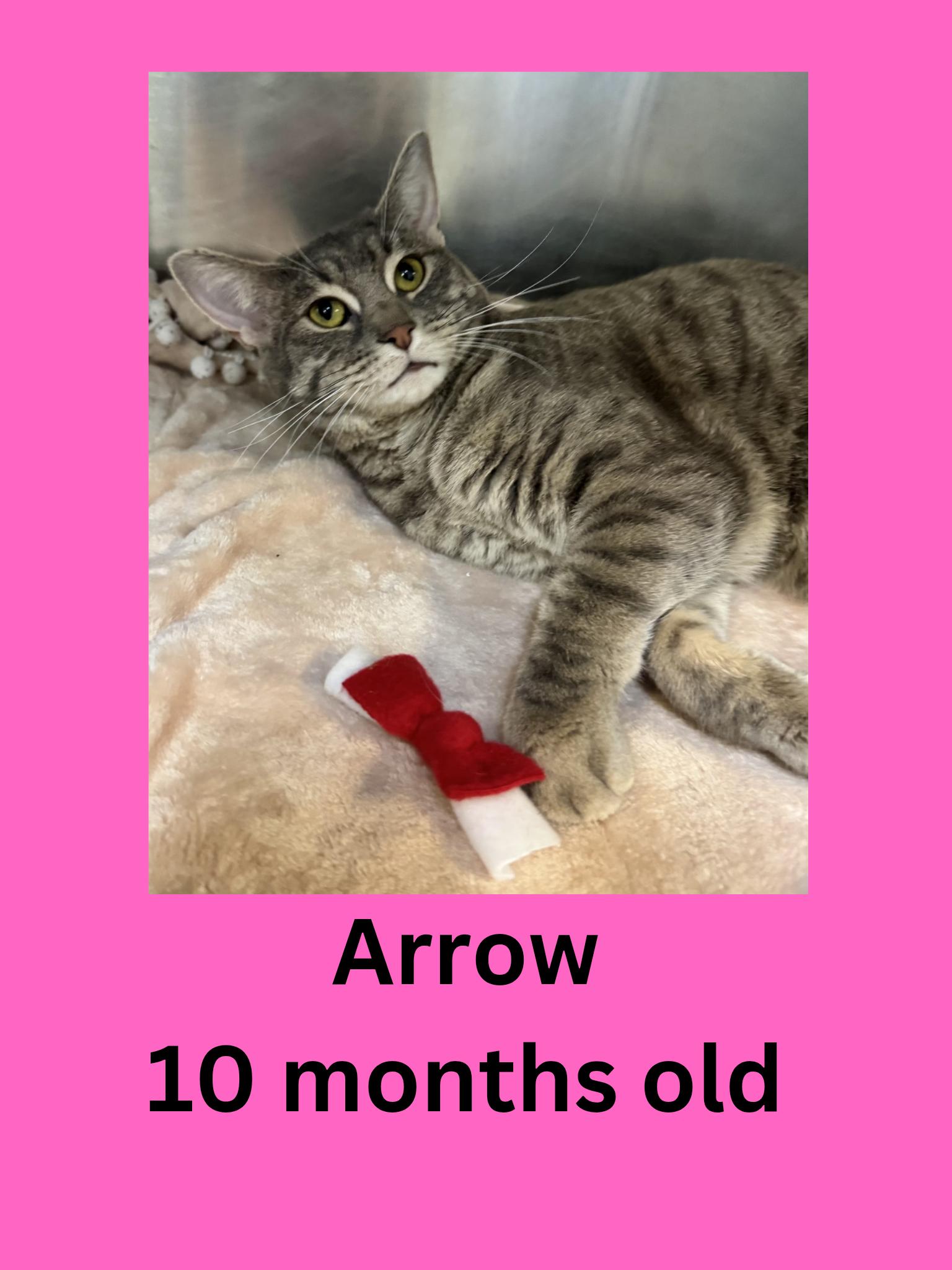 Arrow, ADOPTABLE, Young Female Domestic Short Hair.