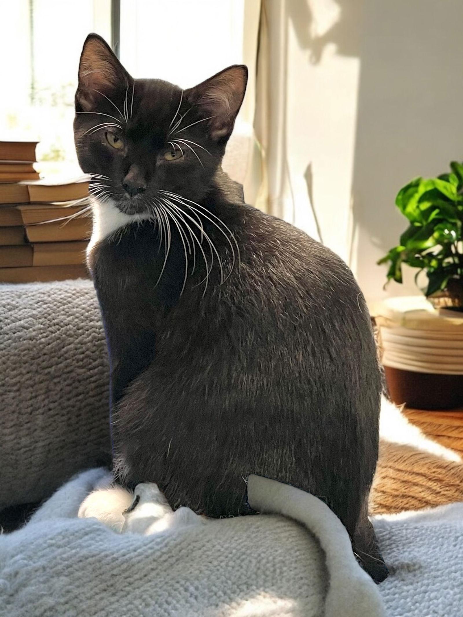 Chess (bonded pair with Checkers), Adopted, Kitten Male Domestic Short Hair.