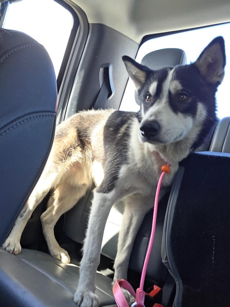 Poliwrath, Adoptable, Adult Male Husky & Border Collie.
