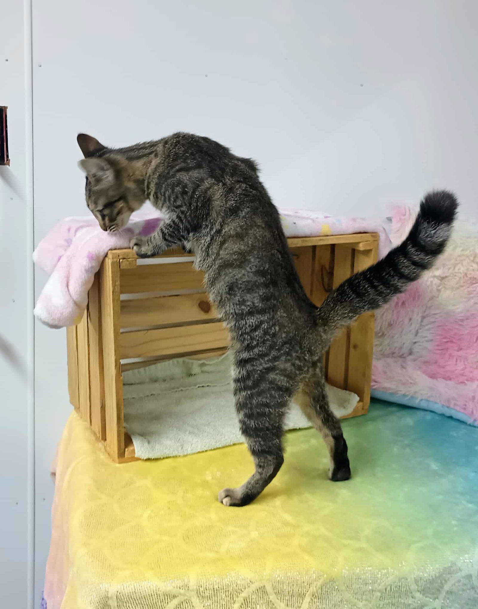 Sasha, Adoptable, Young Female Tabby & Domestic Short Hair.