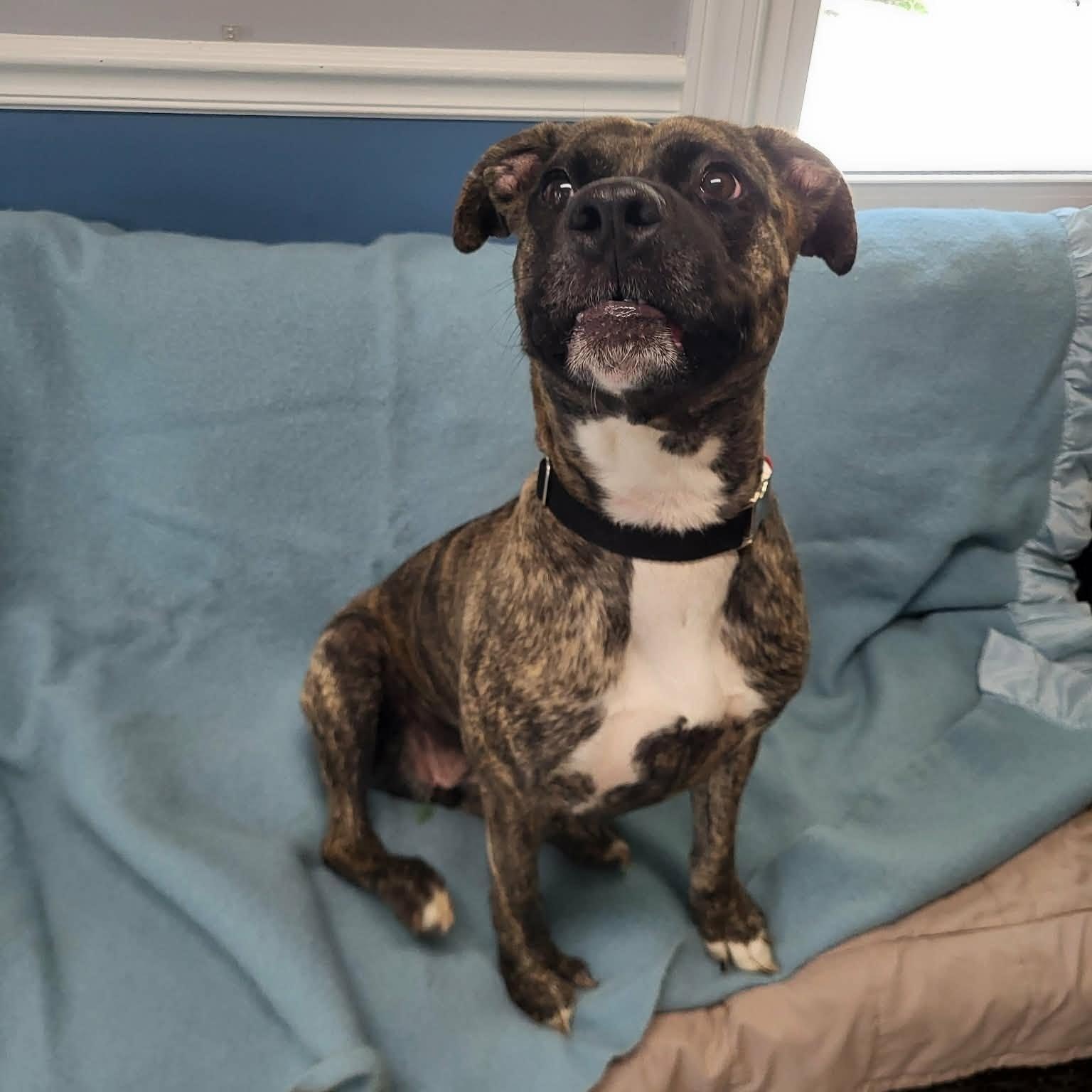 Enlarge Jackie, a ADOPTABLE mixed breed in Sunderland, MD image 4/5