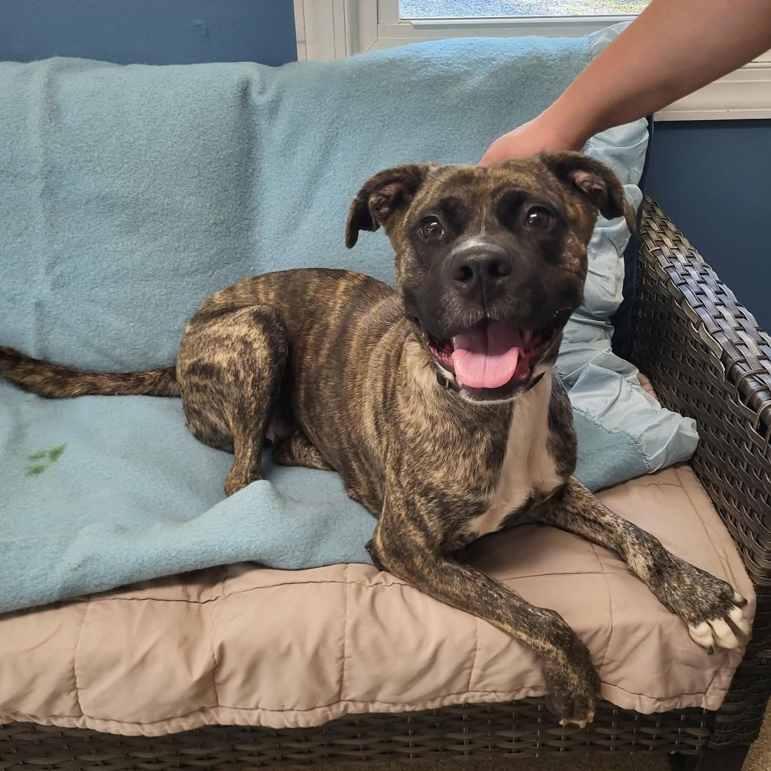 Enlarge Jackie, a ADOPTABLE mixed breed in Sunderland, MD image 5/5