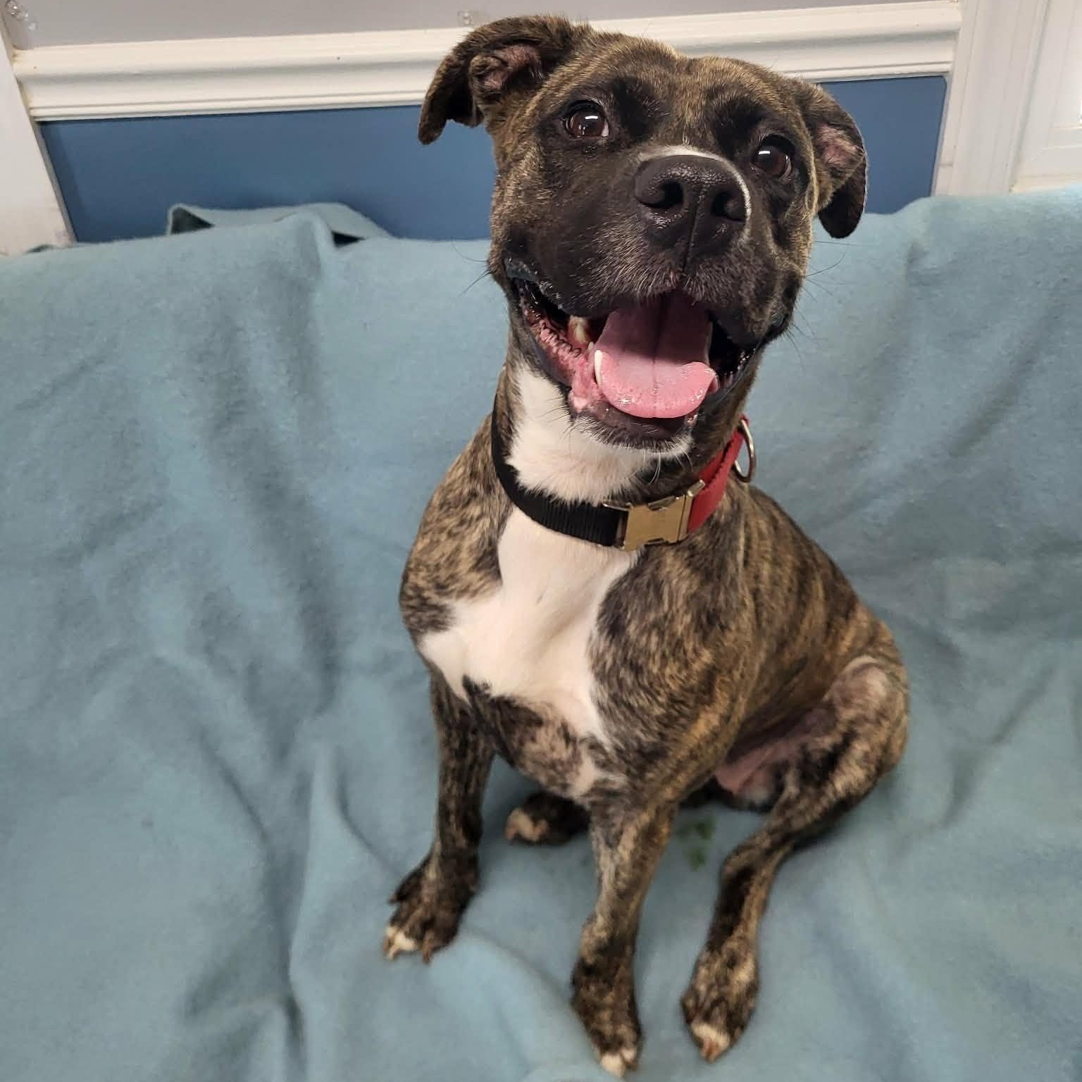 Enlarge Jackie, a ADOPTABLE mixed breed in Sunderland, MD image 2/5
