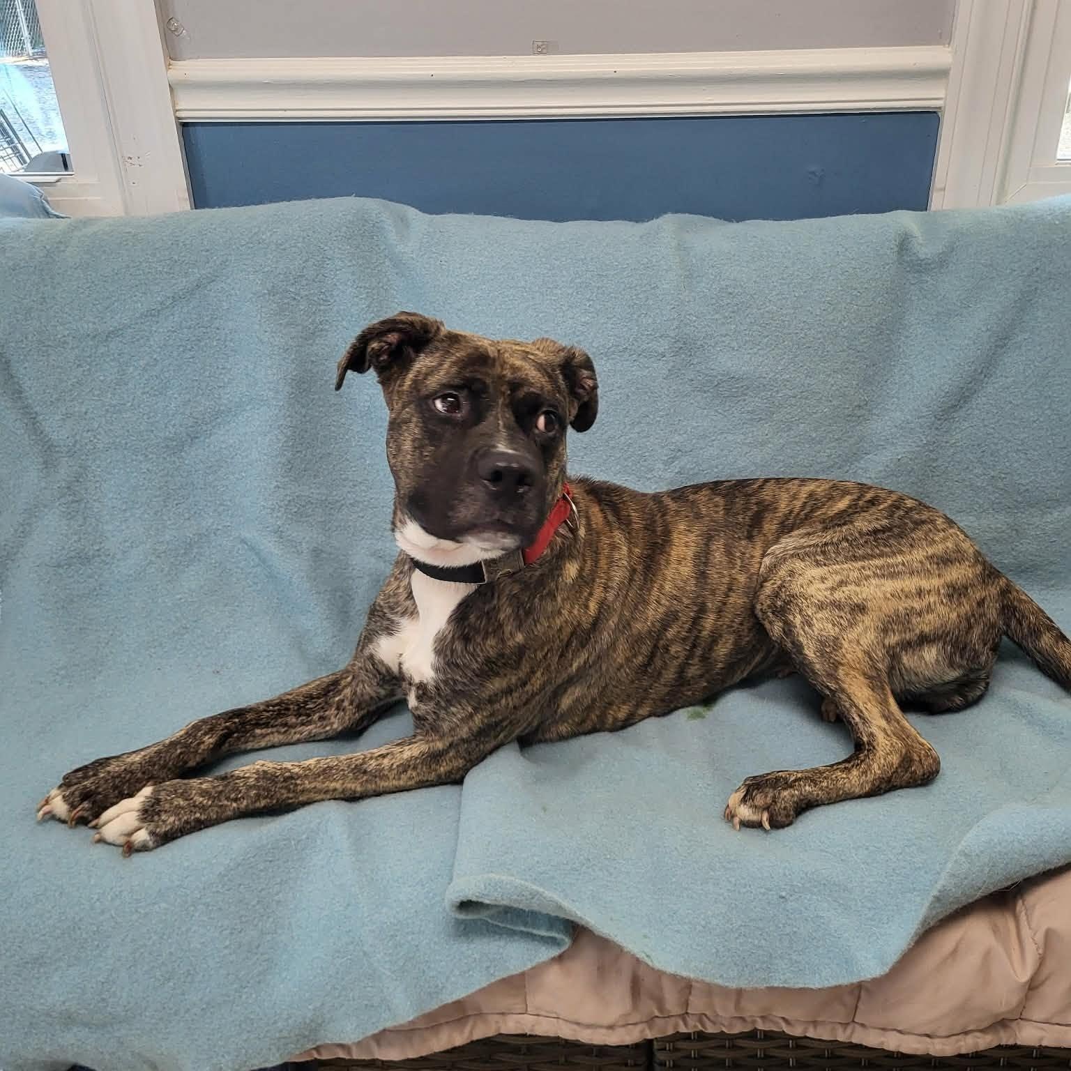 Enlarge Jackie, a ADOPTABLE mixed breed in Sunderland, MD image 3/5