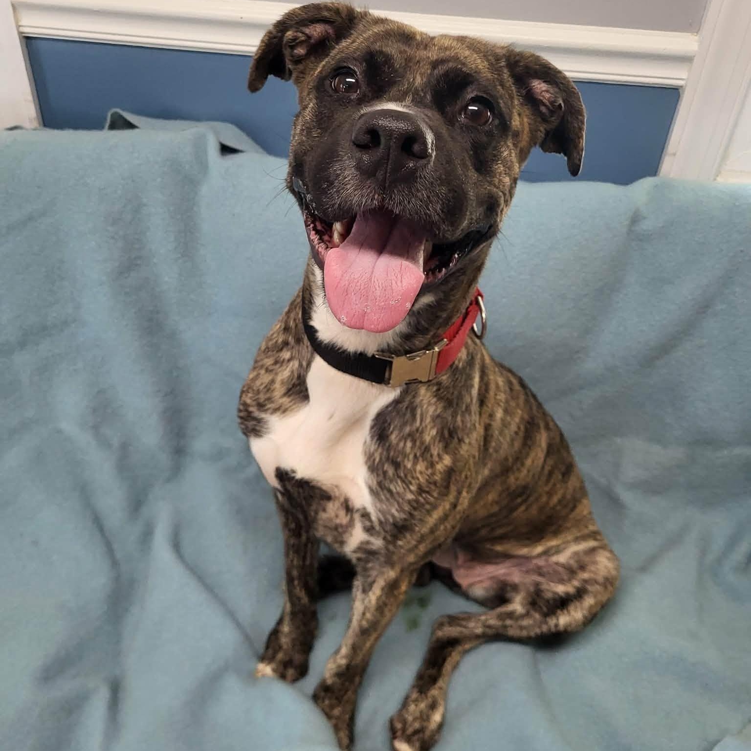 Jackie, ADOPTABLE, Young Female Presa Canario.