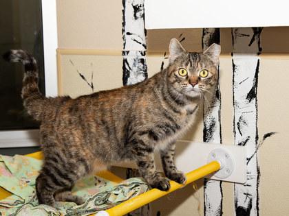 Greta — thumbnail 2