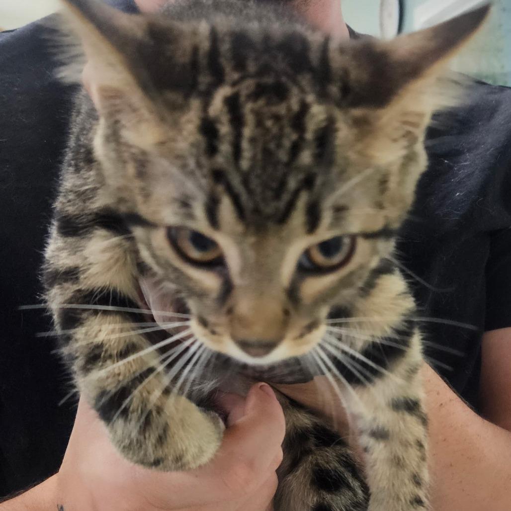 Julian, Adoptable, Kitten Male Domestic Short Hair.