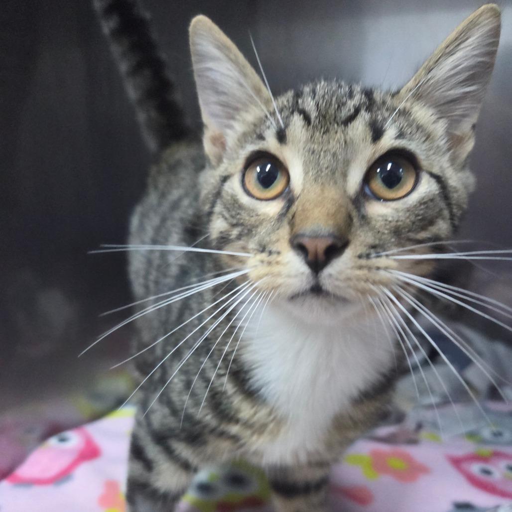 Enlarge Julian, a Adoptable Domestic Short Hair in Marble, NC image 2/2
