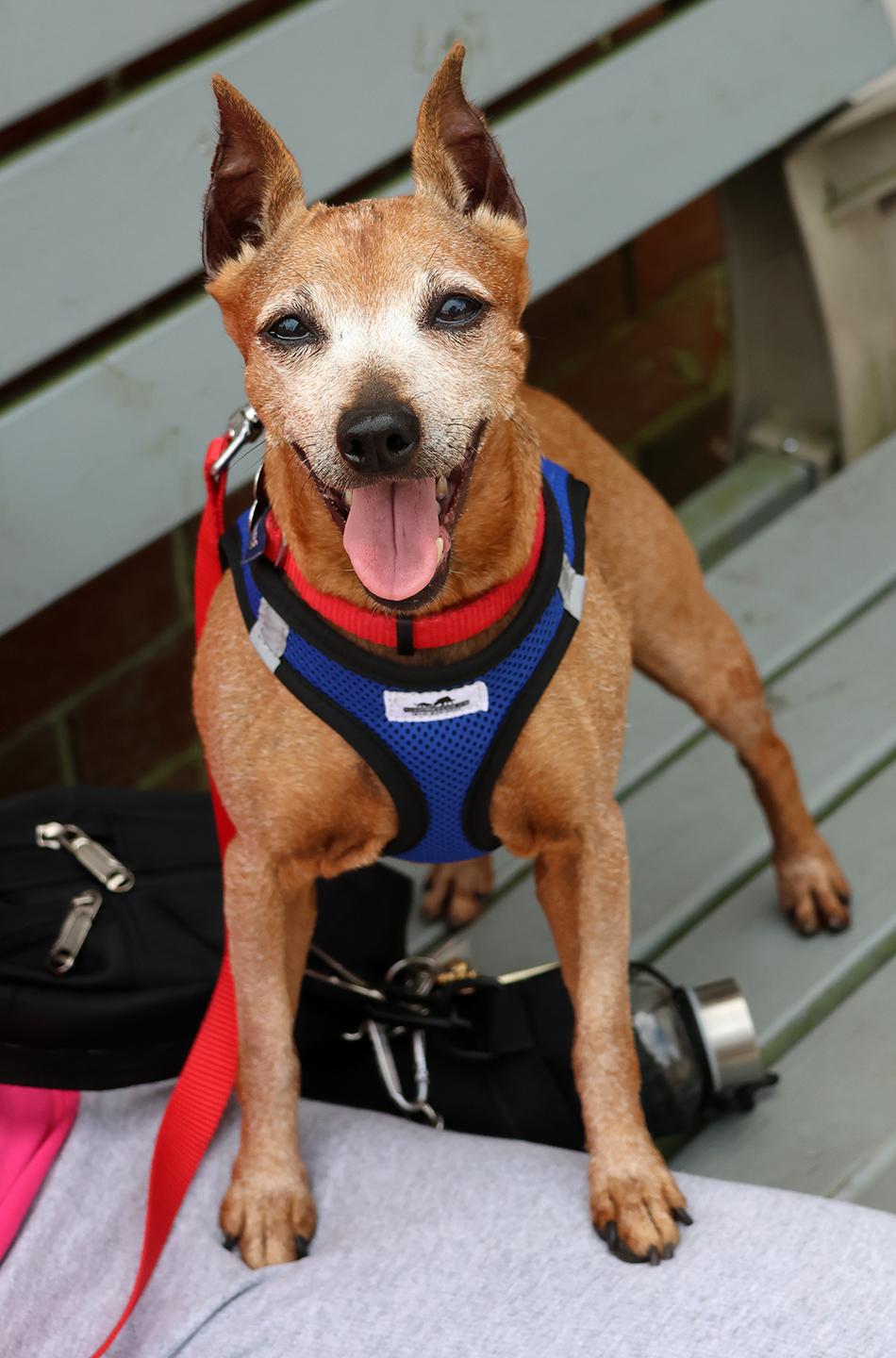 Enlarge Yaki, a Adoptable mixed breed in Harrison, NY image 4/6