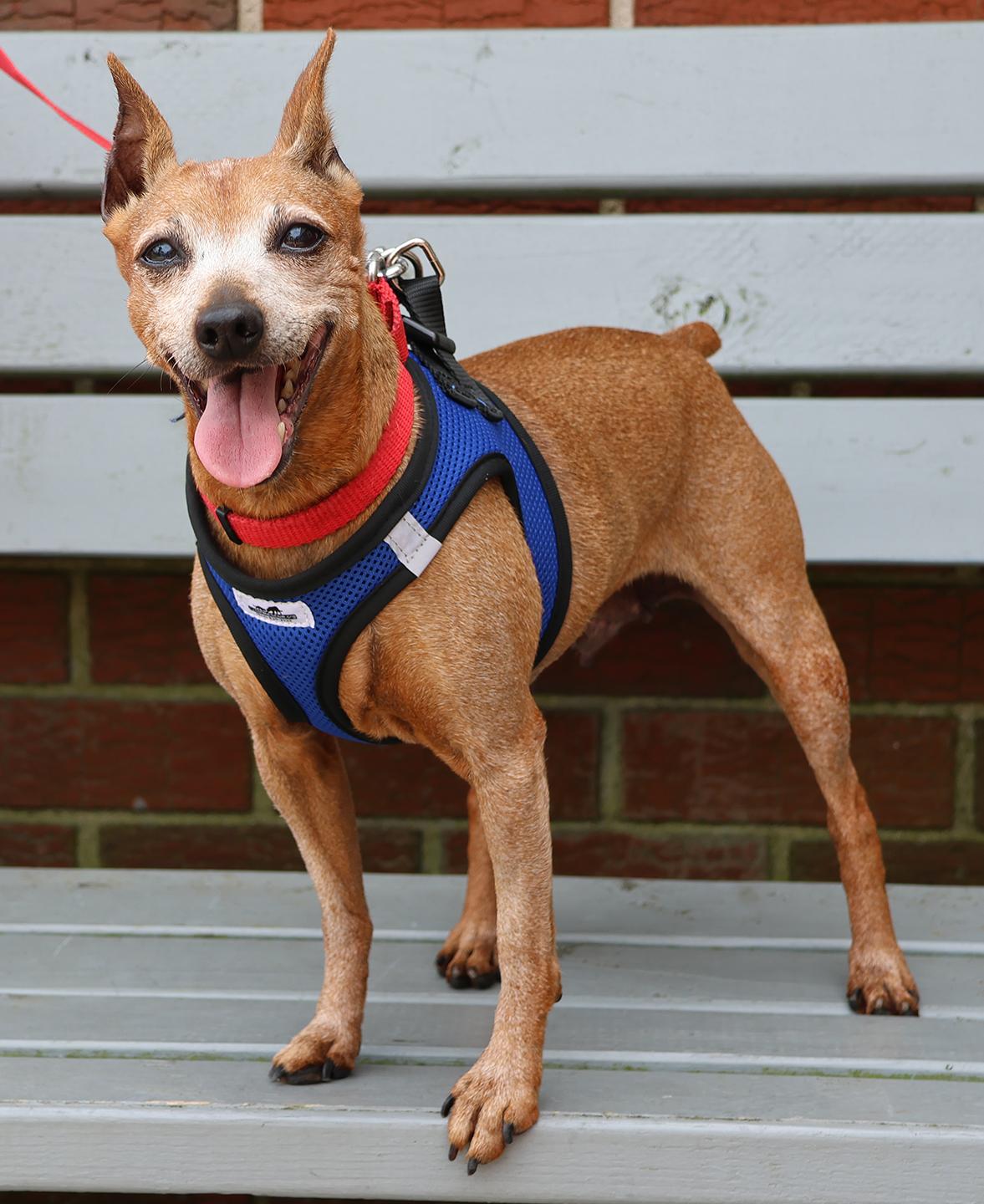 Yaki, Adoptable, Senior Female Miniature Pinscher.