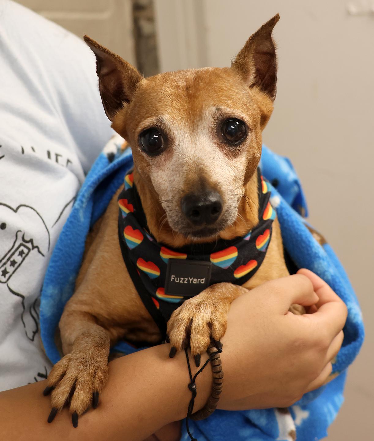 Enlarge Yaki, a Adoptable mixed breed in Harrison, NY image 5/6