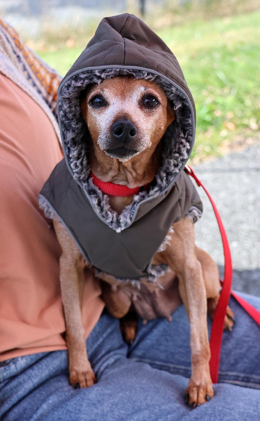 Enlarge Yaki, a Adoptable mixed breed in Harrison, NY image 1/6