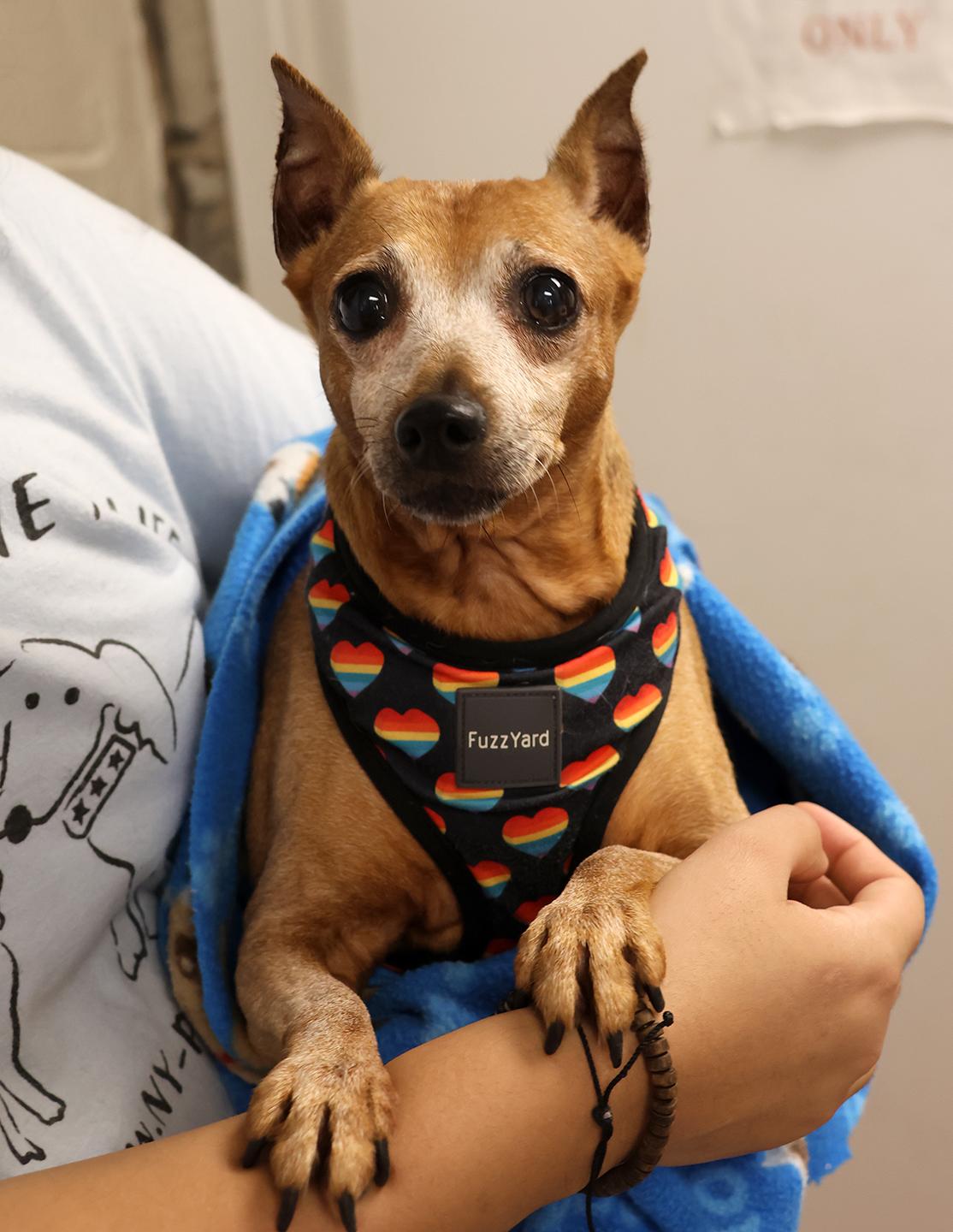 Enlarge Yaki, a Adoptable mixed breed in Harrison, NY image 6/6