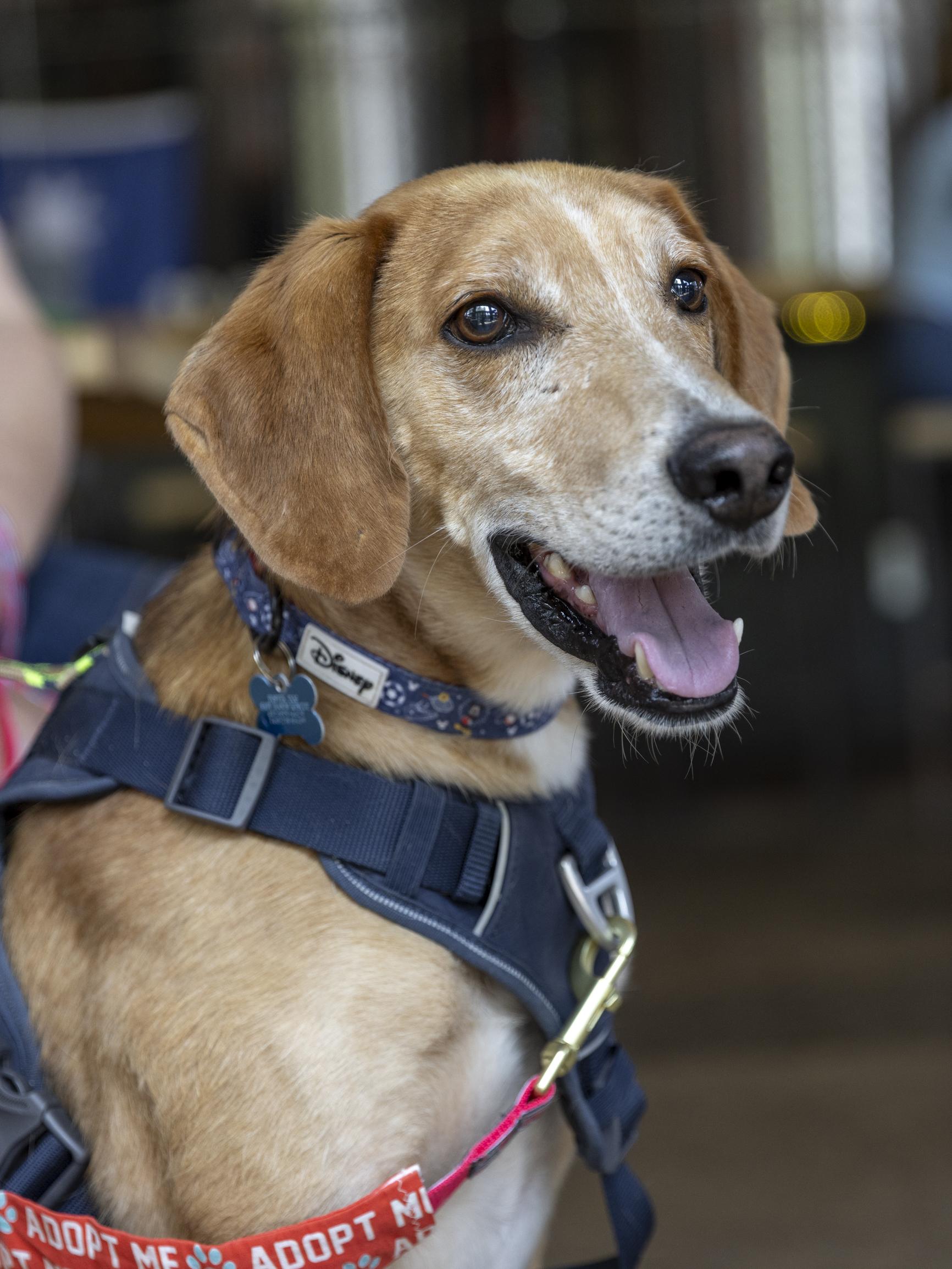 Enlarge Rufus, a Adoptable mixed breed in Minneapolis, MN image 3/6