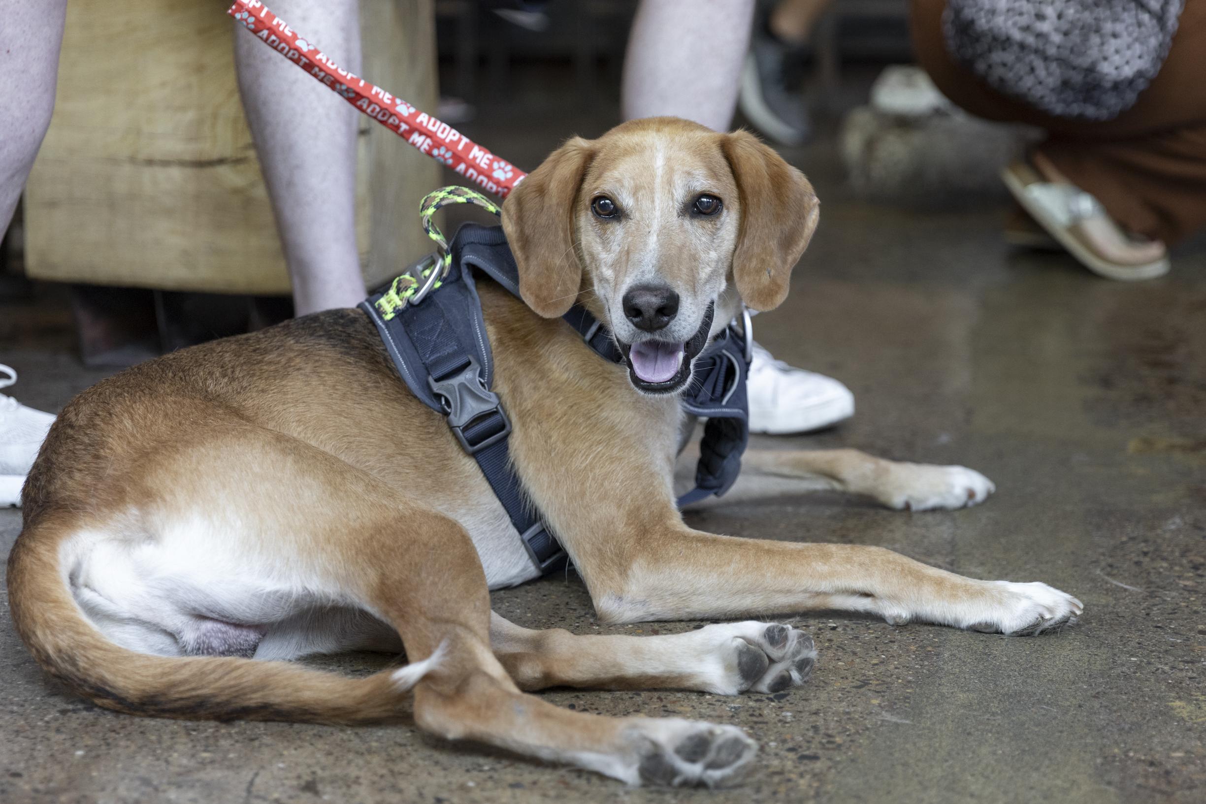Enlarge Rufus, a Adoptable mixed breed in Minneapolis, MN image 2/6