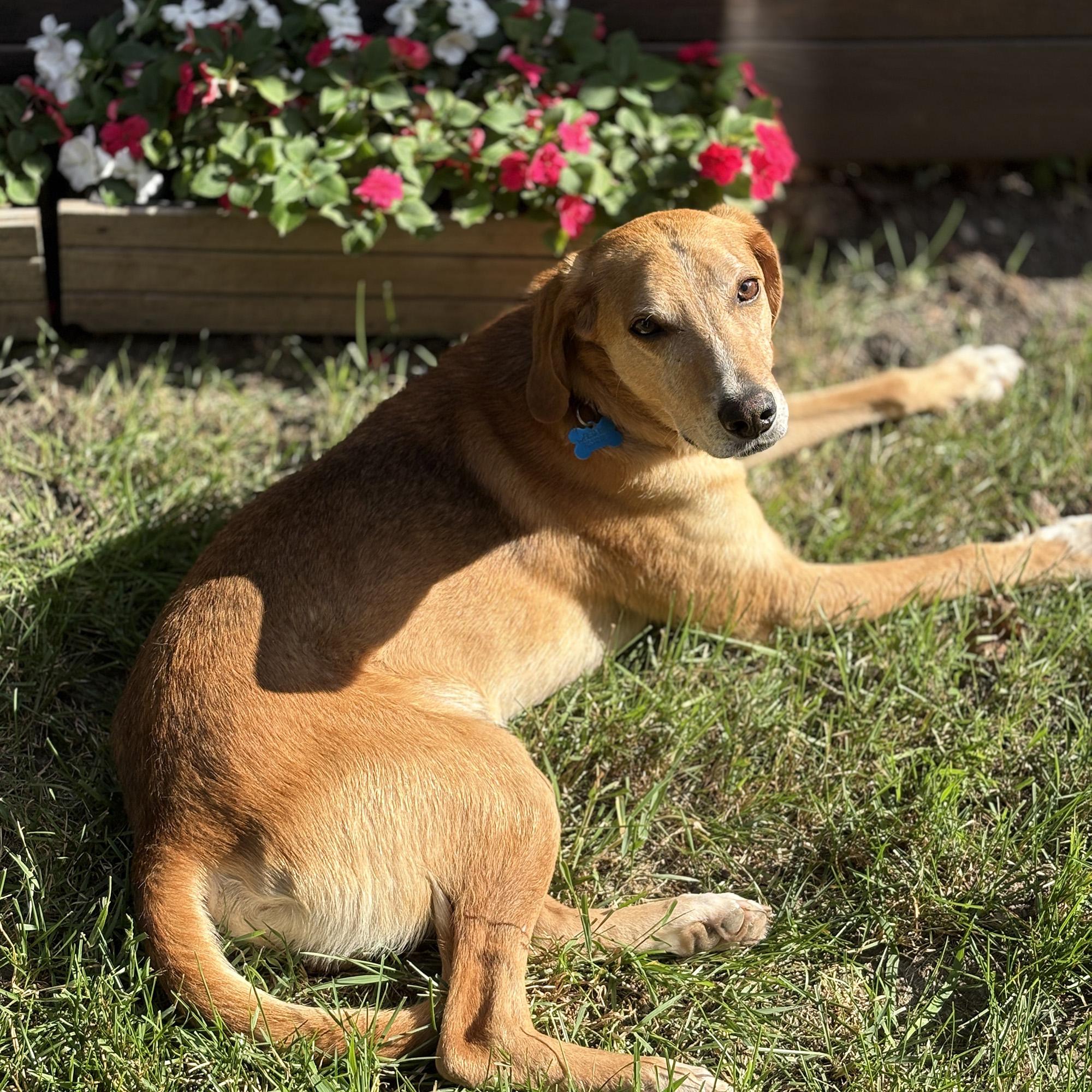 Enlarge Rufus, a Adoptable mixed breed in Minneapolis, MN image 5/6