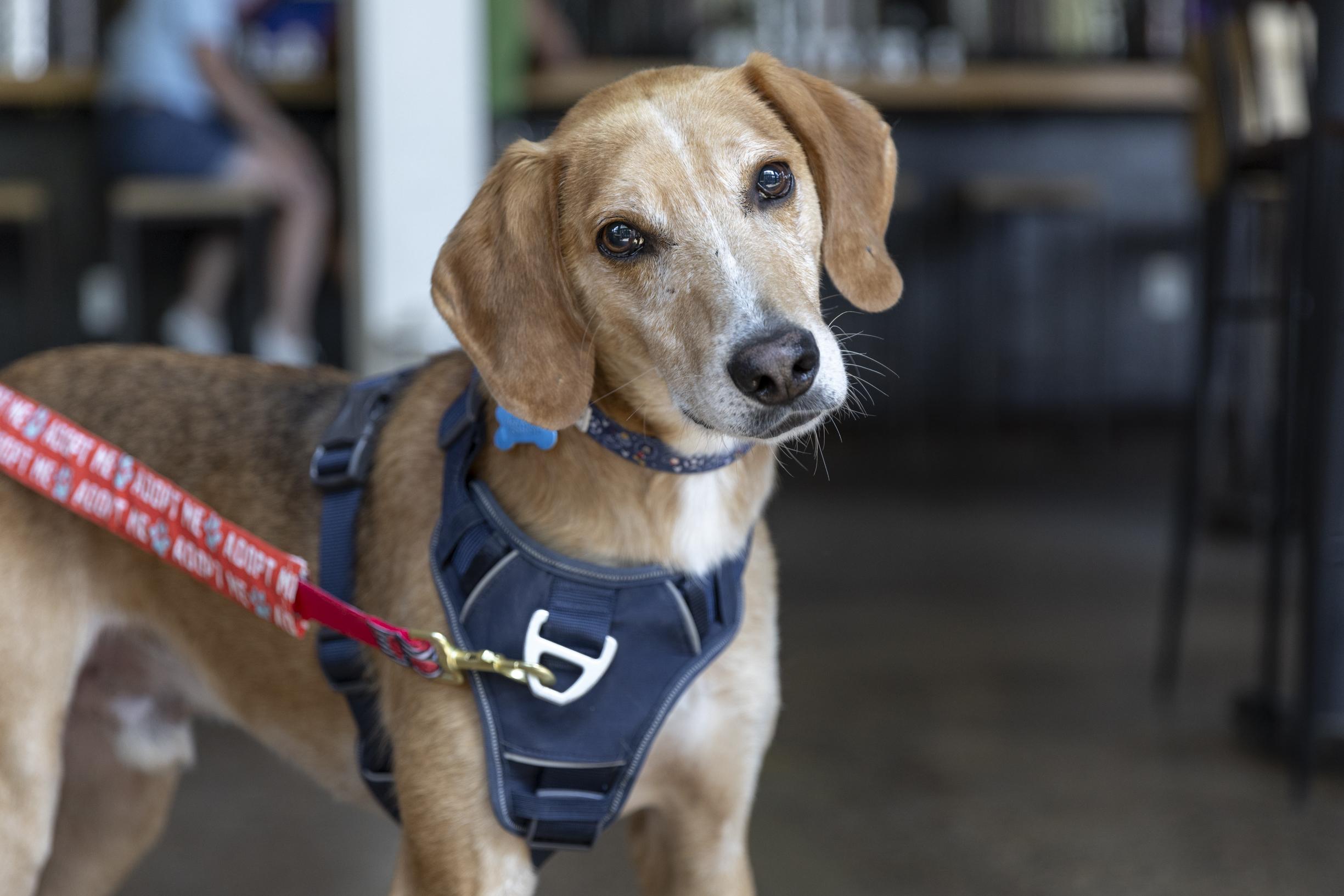 Rufus, Adoptable, Adult Male Hound & Mixed Breed.