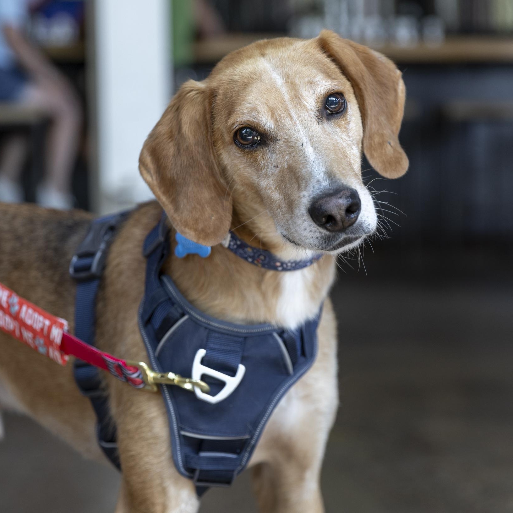 Enlarge Rufus, a Adoptable mixed breed in Minneapolis, MN image 1/6