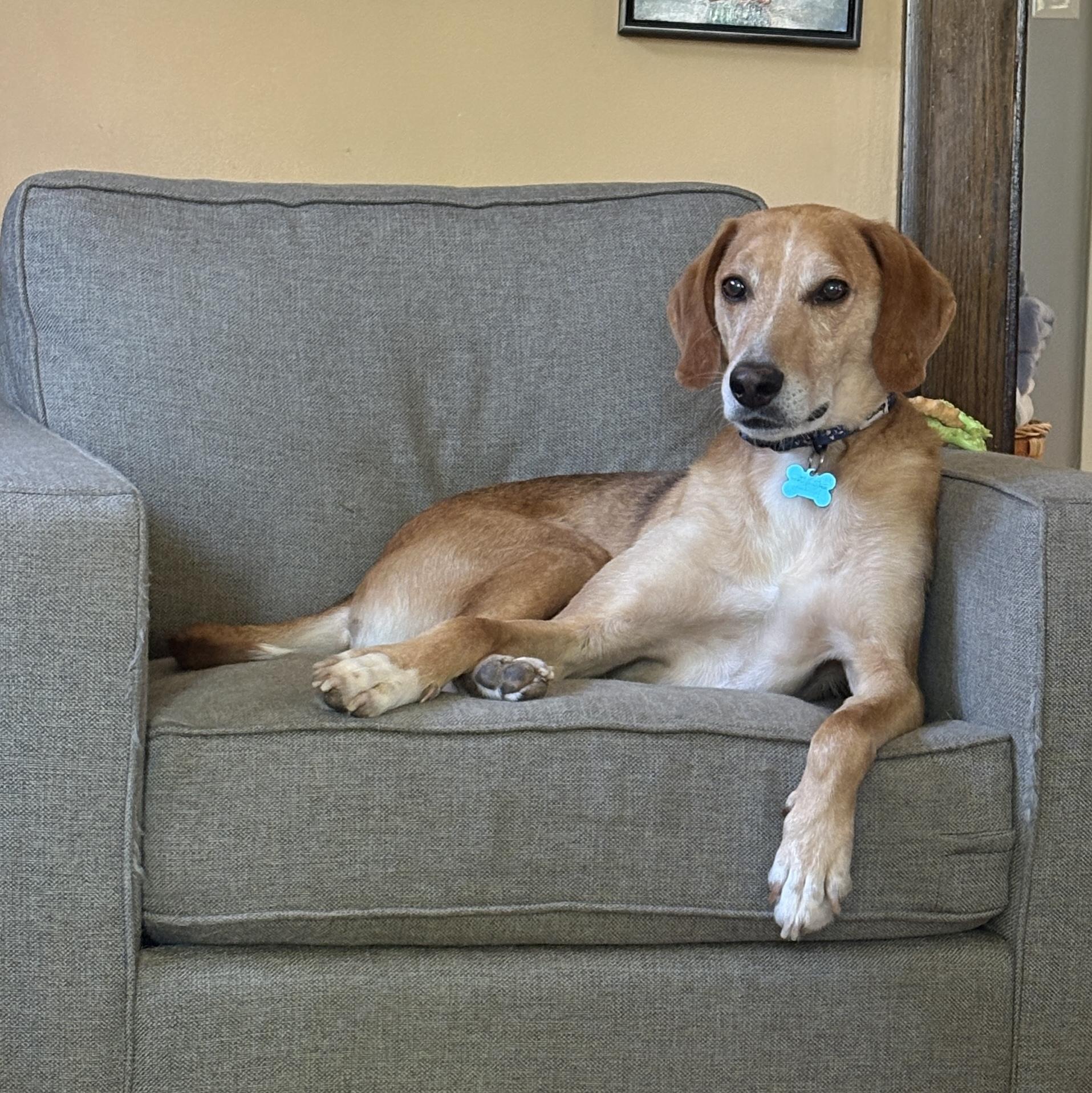 Enlarge Rufus, a Adoptable mixed breed in Minneapolis, MN image 4/6