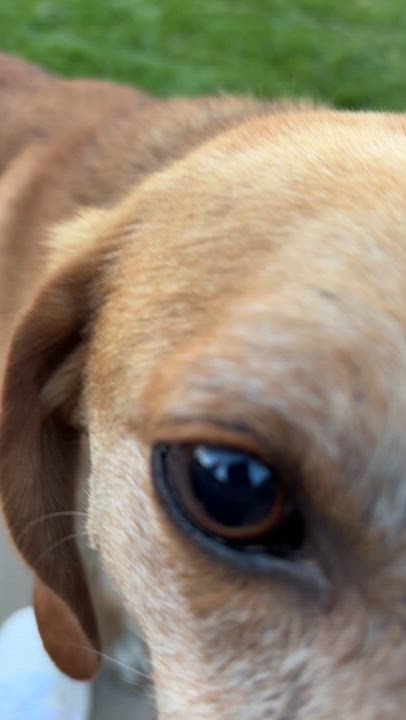 Enlarge Rufus, a Adoptable mixed breed in Minneapolis, MN video 6/6