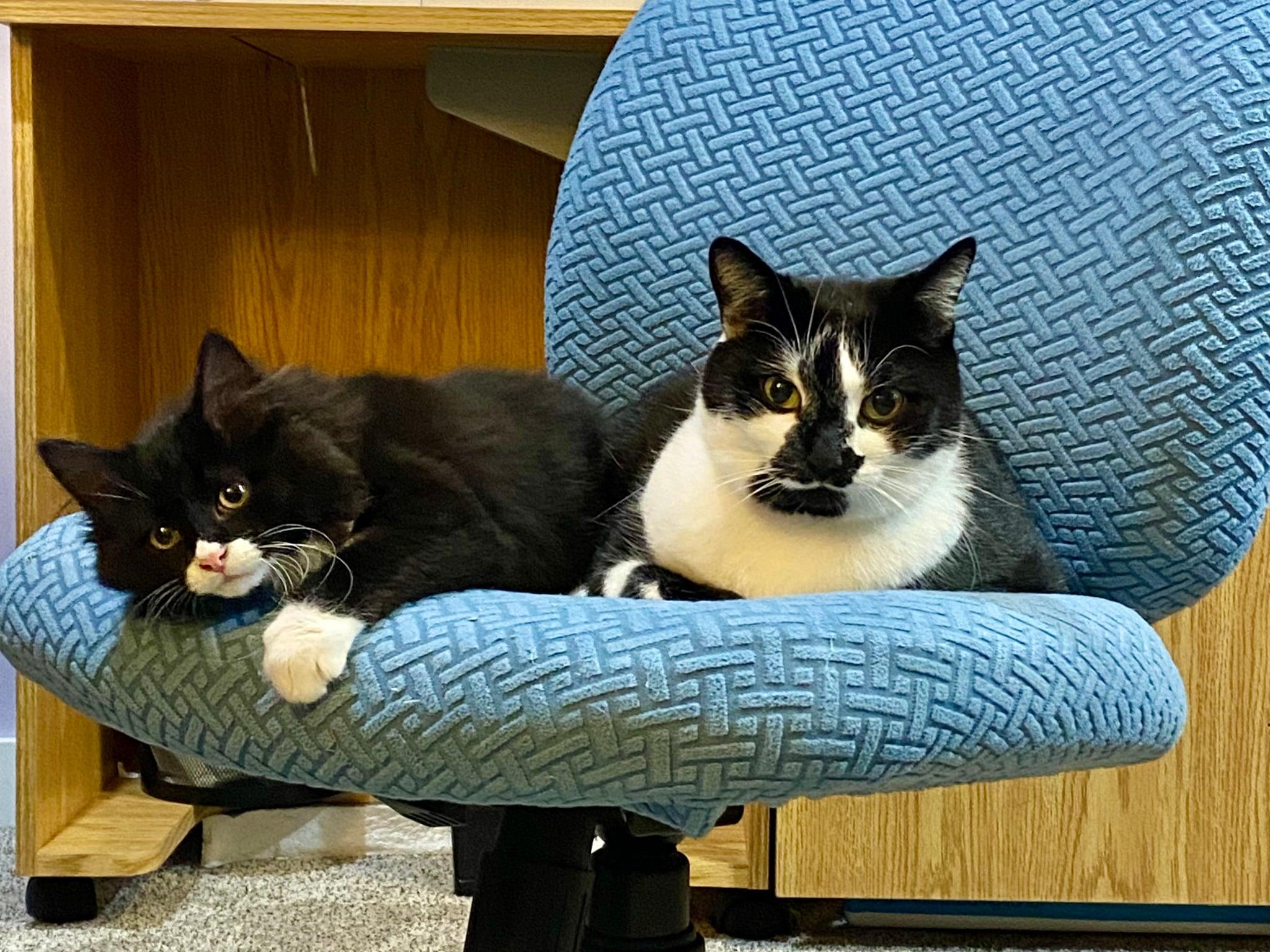 Nala, a Adopted mixed breed in Steinbach, MB image 3/6