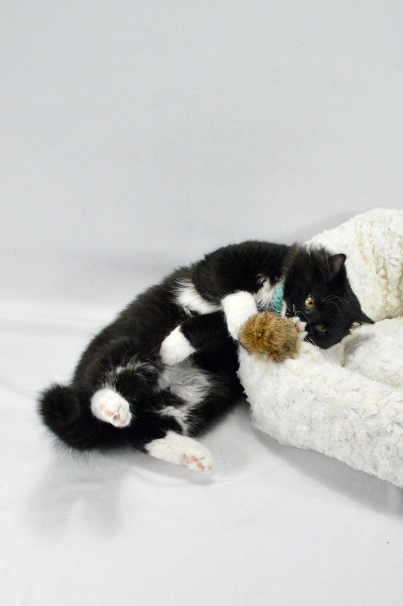 Nala, a Adopted mixed breed in Steinbach, MB image 4/6