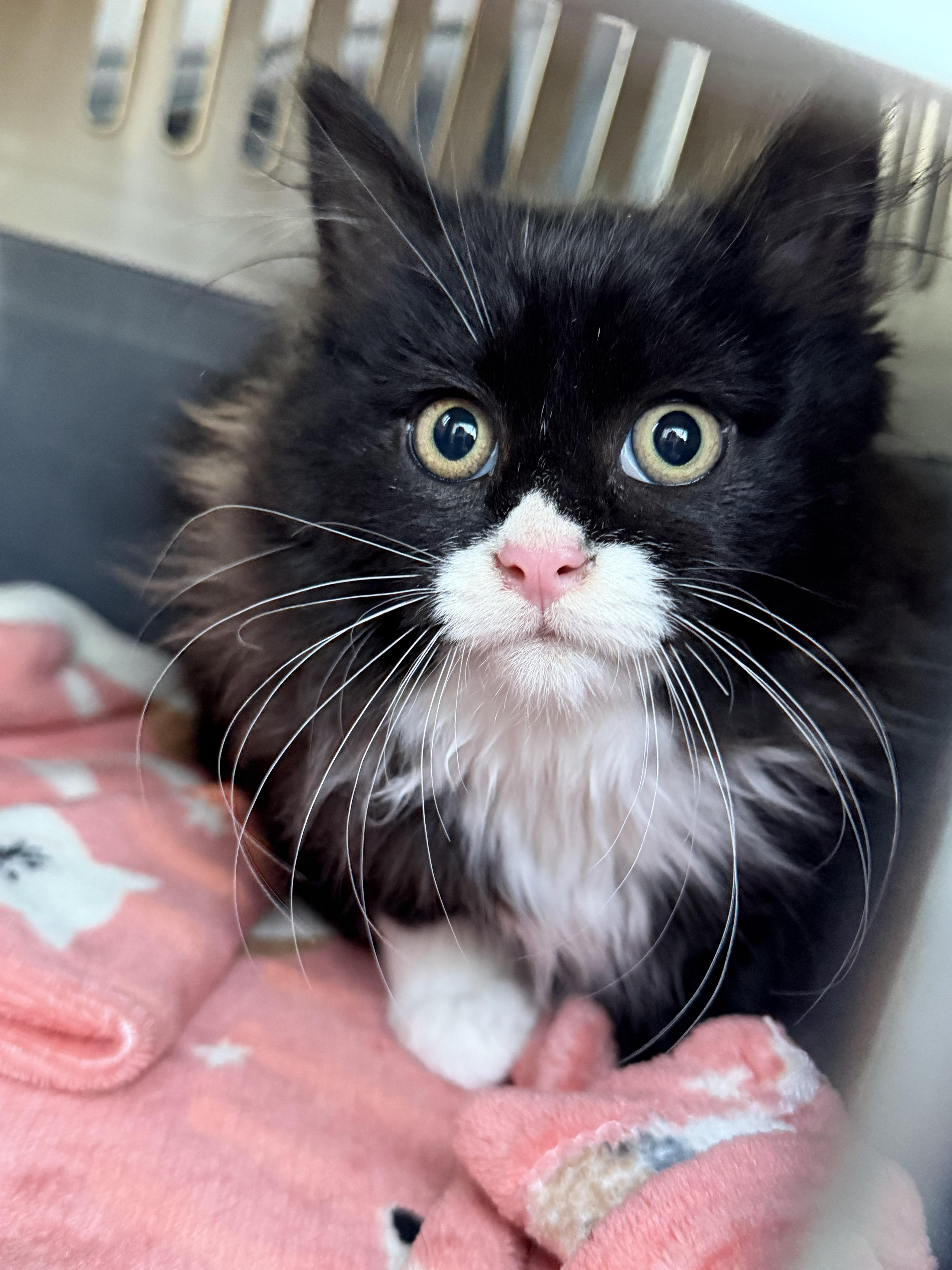 Nala, a Adopted mixed breed in Steinbach, MB image 6/6