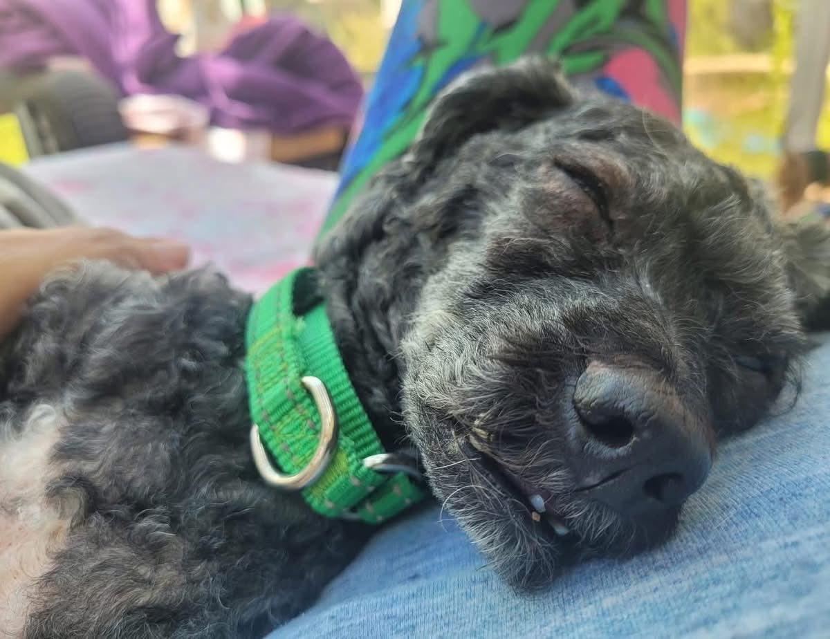 Jeff, a Adoptable Poodle in Rochester, NY image 1/3