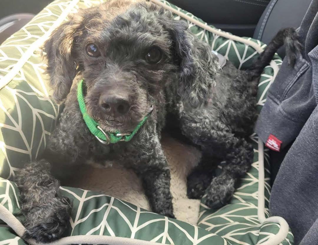 Jeff, a Adoptable Poodle in Rochester, NY image 3/3