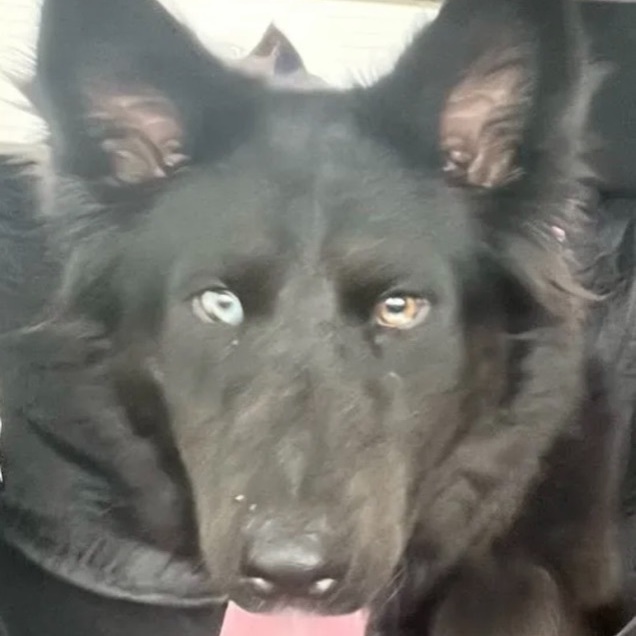 Jewel , Adopted, Adult Female Shepherd.