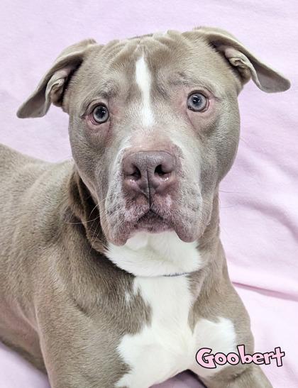 Goobert (in foster), Adoptable, Adult Male Fox Terrier & Mixed Breed.