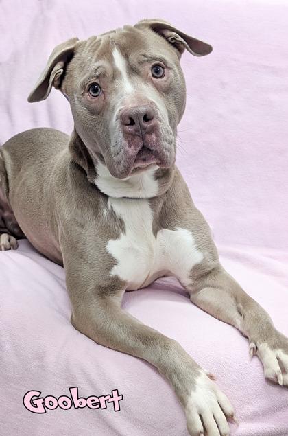 Enlarge Goobert (in foster), a Adoptable mixed breed in Mason, MI image 2/2