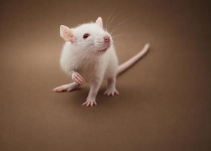 Enlarge Millie, a Adoptable Rat in Bowling Green, KY image 1/1