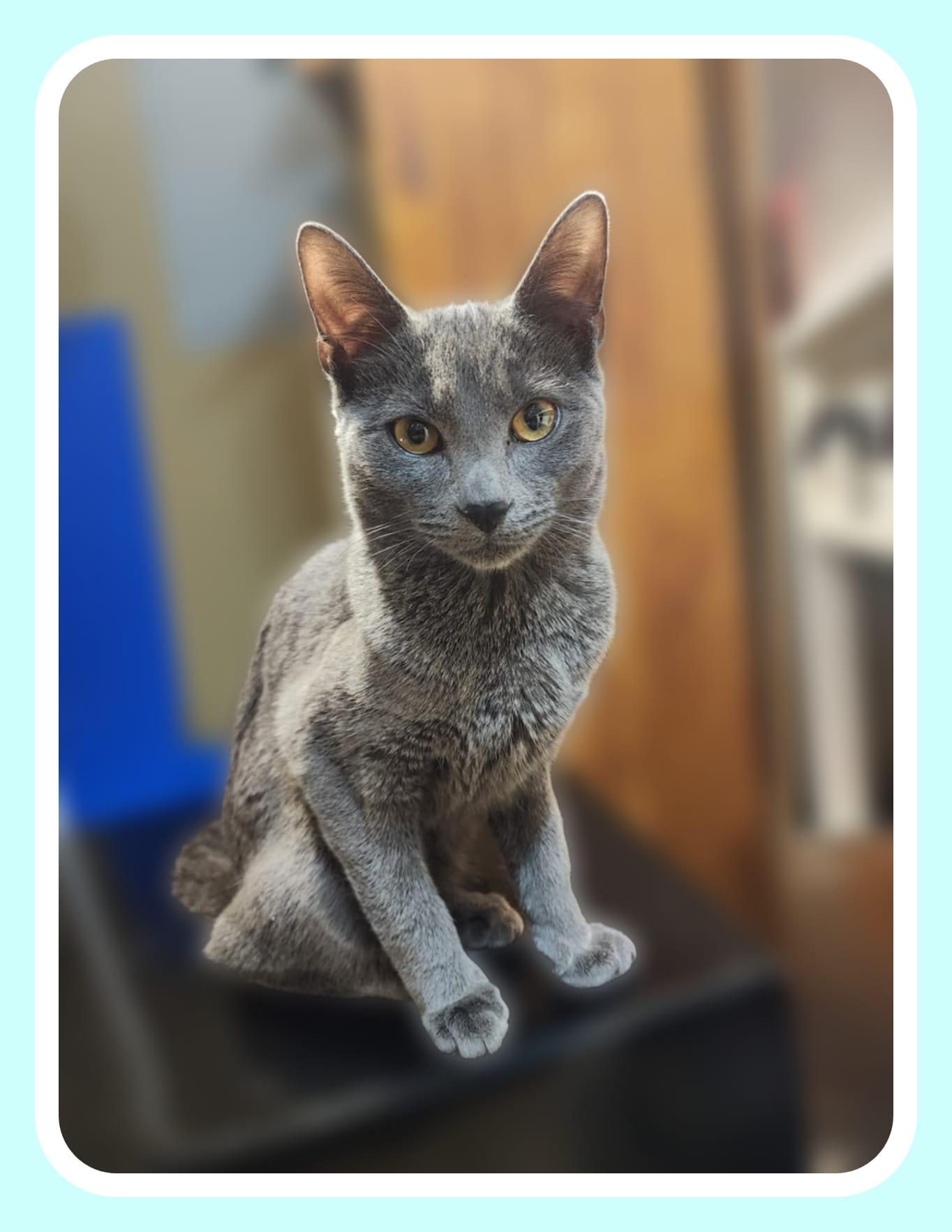 Enlarge Brett, Becca & Brie - Siblings, a ADOPTABLE Domestic Short Hair in Hasbrouck Heights, NJ image 2/3