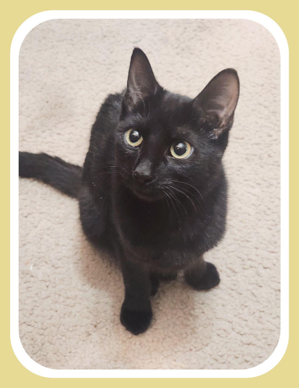 Enlarge Brett, Becca & Brie - Siblings, a ADOPTABLE Domestic Short Hair in Hasbrouck Heights, NJ image 3/3