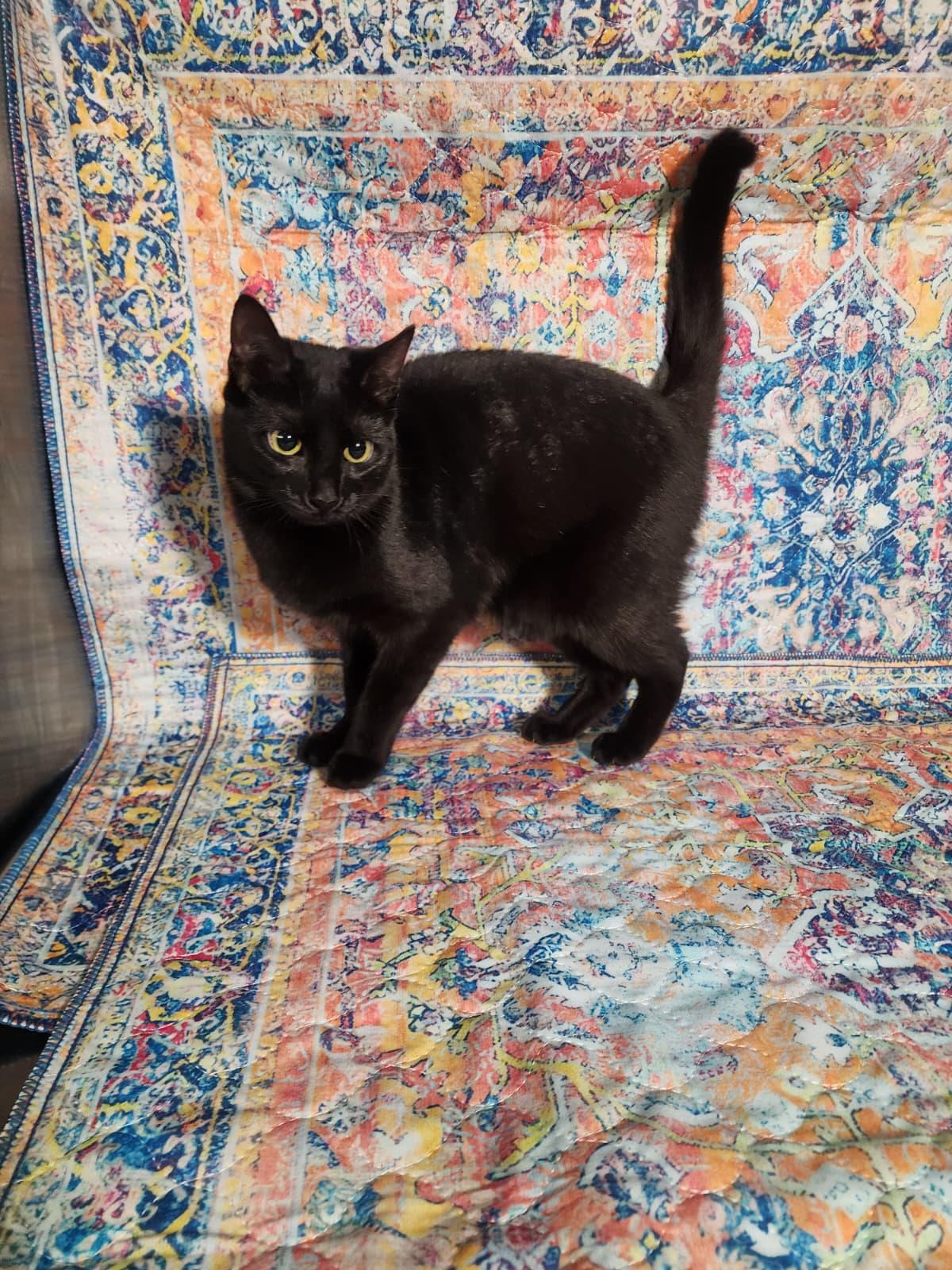 Enlarge Brett, Becca & Brie - May Be Adopted Individually, a ADOPTABLE Domestic Short Hair in Hasbrouck Heights, NJ image 3/3