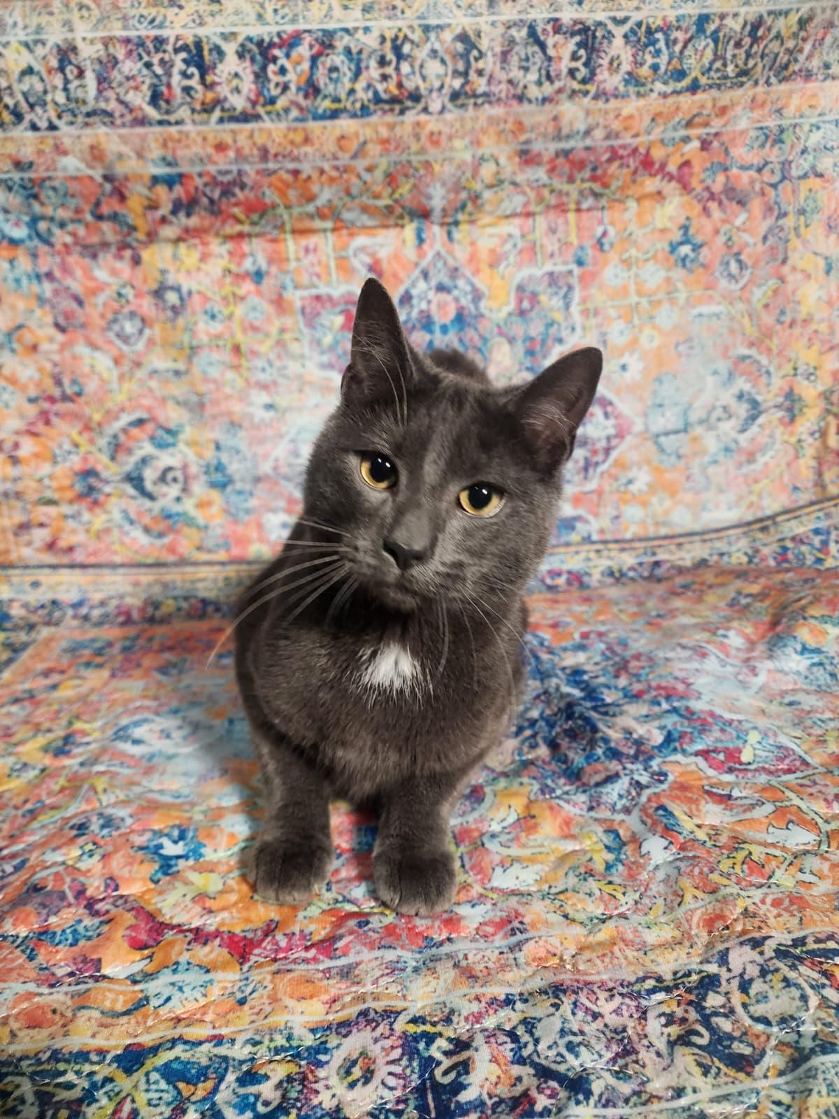 Enlarge Brett, Becca & Brie - May Be Adopted Individually, a ADOPTABLE Domestic Short Hair in Hasbrouck Heights, NJ image 2/3