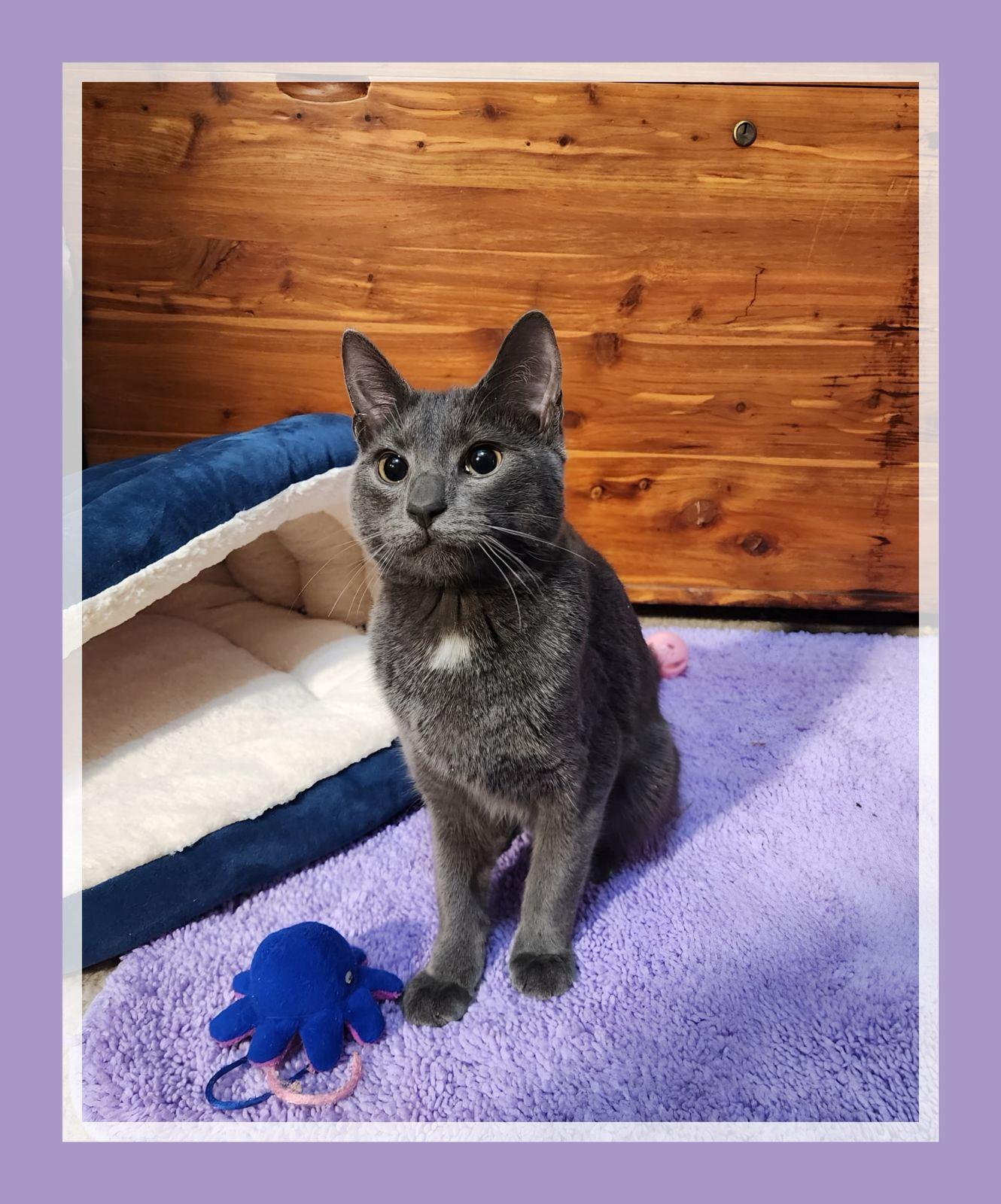 Brett, Becca & Brie - Siblings, ADOPTABLE, Young Male Domestic Short Hair.