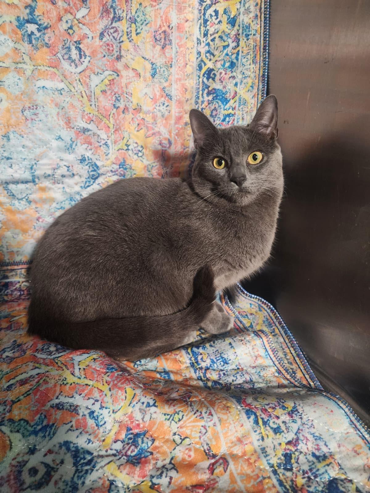 Brett, Becca & Brie - May Be Adopted Individually, ADOPTABLE, Young Male Domestic Short Hair.