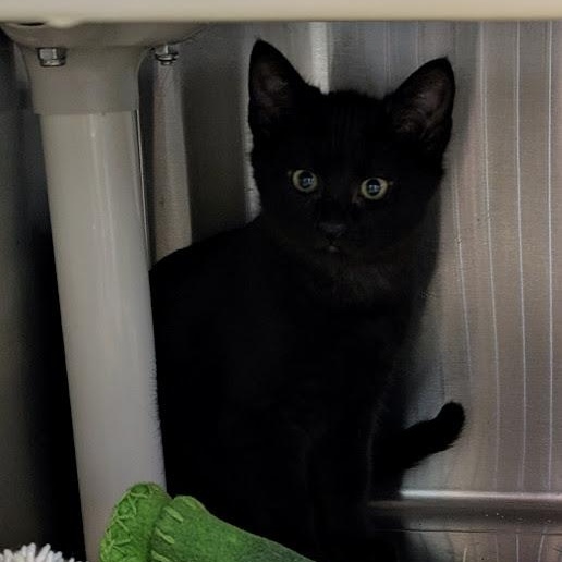 EMPANADA, ADOPTABLE, Kitten Female Domestic Short Hair.
