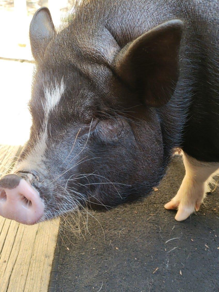 Sweets, Adoptable, Young Female Pig.