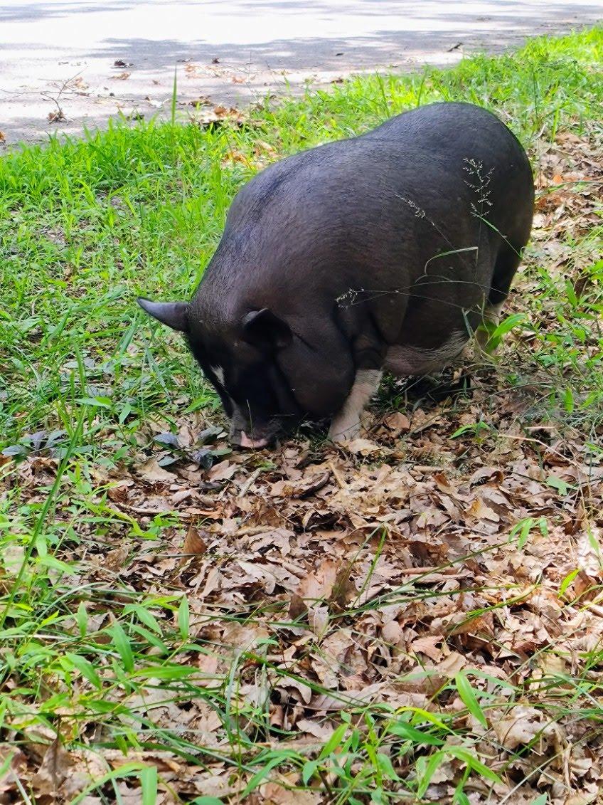 Enlarge Sweets, a Adoptable Pig in LAKE ARIEL, PA image 2/3
