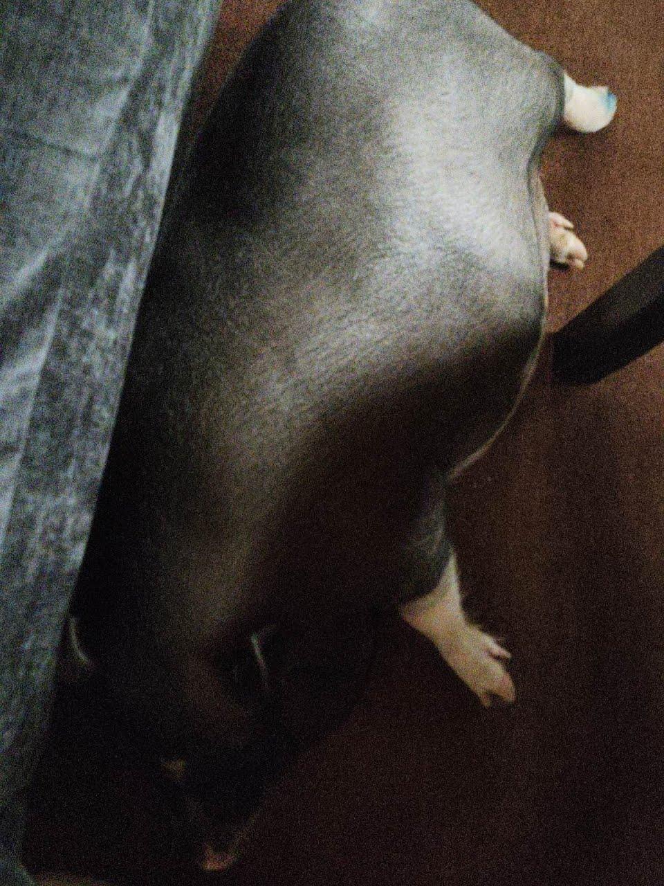 Enlarge Sweets, a Adoptable Pig in LAKE ARIEL, PA image 3/3