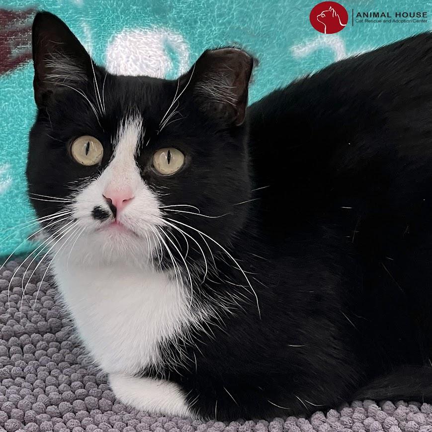 Enlarge Ballerina Girl, an adoptable American Shorthair in St. Louis, MO image 1/1